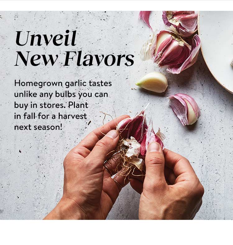 Unveil New Flavors of Garlic! Burpee